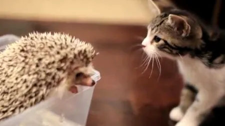 VIDEO. Cum reușesc să se 