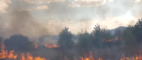 Incendiu puternic de vegetație în parcul Romanescu din Craiova | VIDEO, GALERIE FOTO