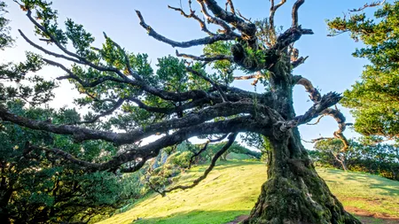 Doi bărbați din Marea Britanie, condamnați la închisoare, după ce au tăiat un arbore bătrân, în vârstă de 150 de ani