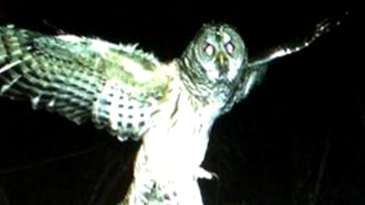 Imaginea care demonstreză că bufnițele sunt un prădător de temut