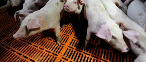 Pesta porcină africană face ravagii. Alți 24.000 de porci vor fi uciși în Bulgaria. În România, avem un nou focar de PPA în Bacău
