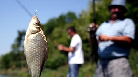 În 2015, vei cumpăra 4 kilograme de pește. ADEVĂRUL ÎNGRIJORĂTOR despre 500 de grame din totalul de pește pe care îl mănâncă, în medie, un român