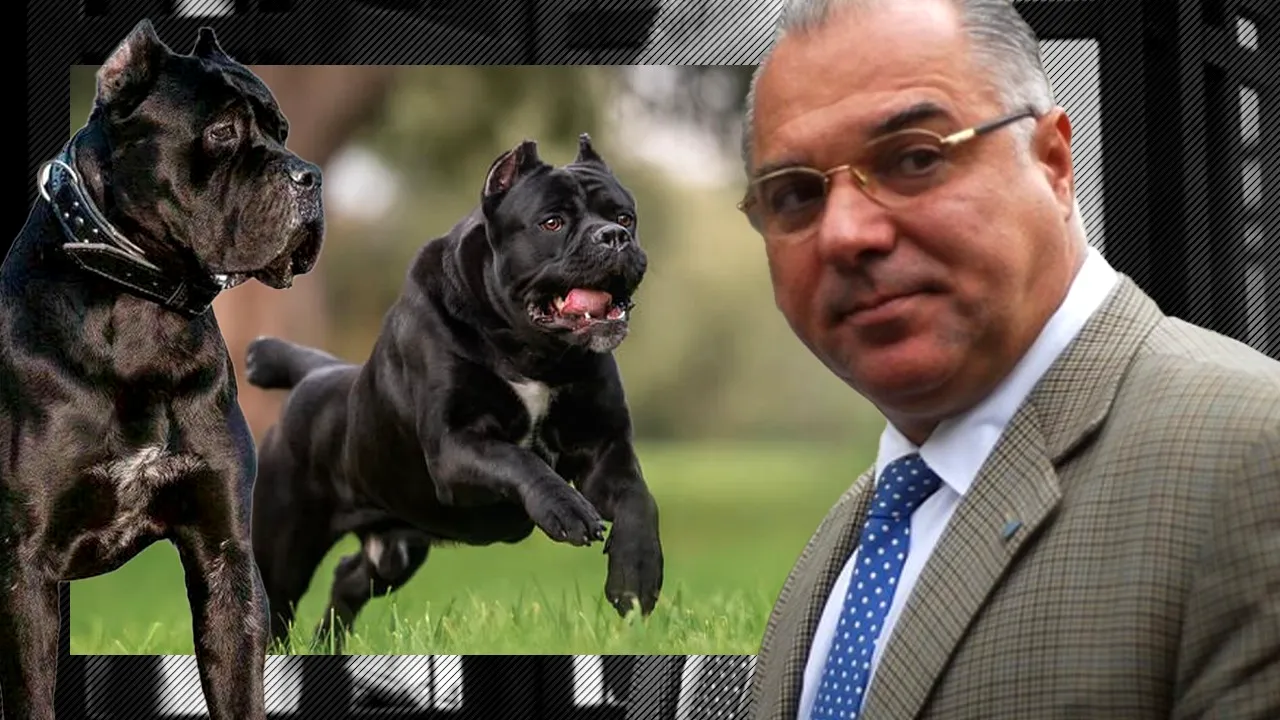EXCLUSIV | Marius Marinescu, fost senator: „Câinii Cane Corso care au atacat o femeie pe Lacul Morii sunt folosiți în general de interlopi, ca să intimideze cu ei”