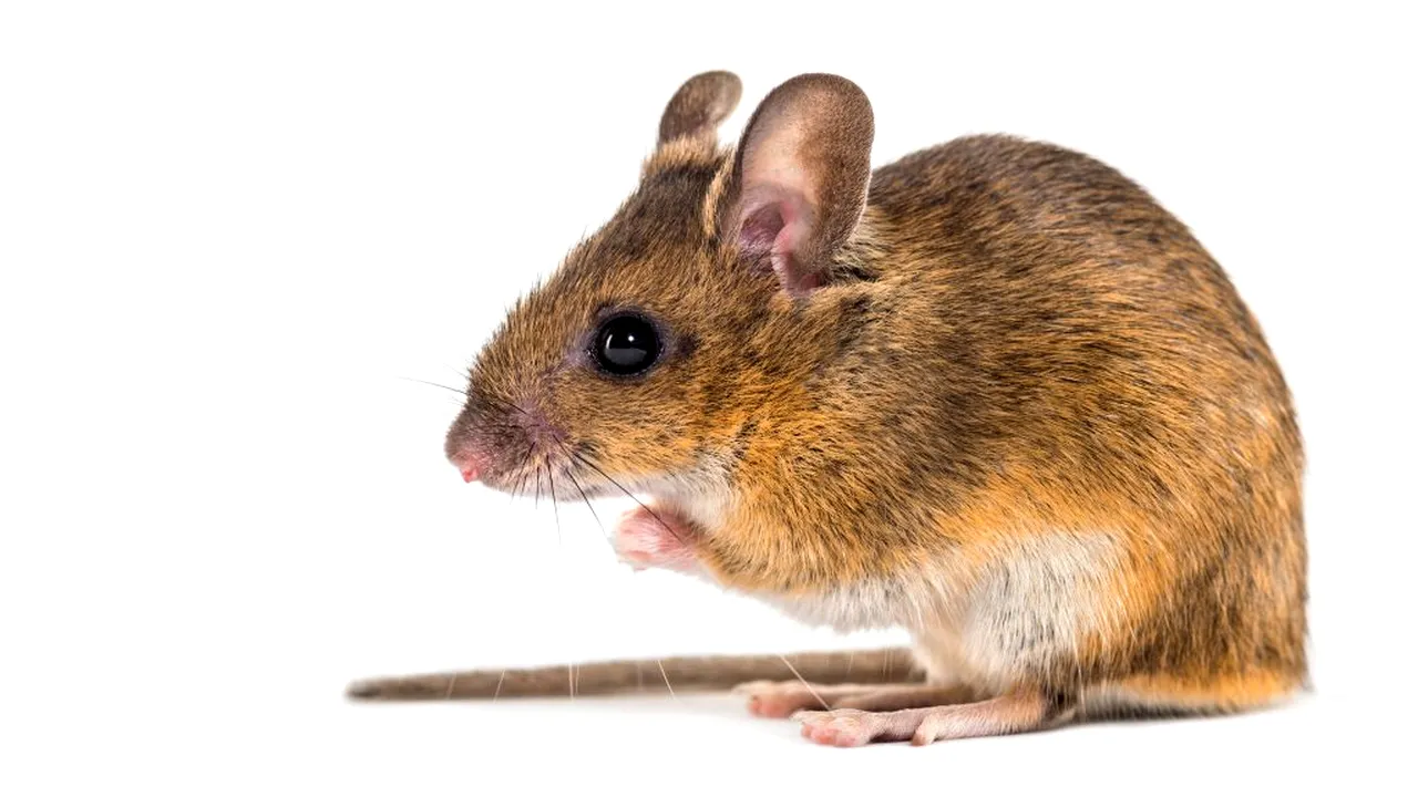 O grădină zoologică le dă șansa la răzbunare celor trădați în dragoste: Botează un șobolan cu numele fostului partener și dă-l de mâncare șerpilor