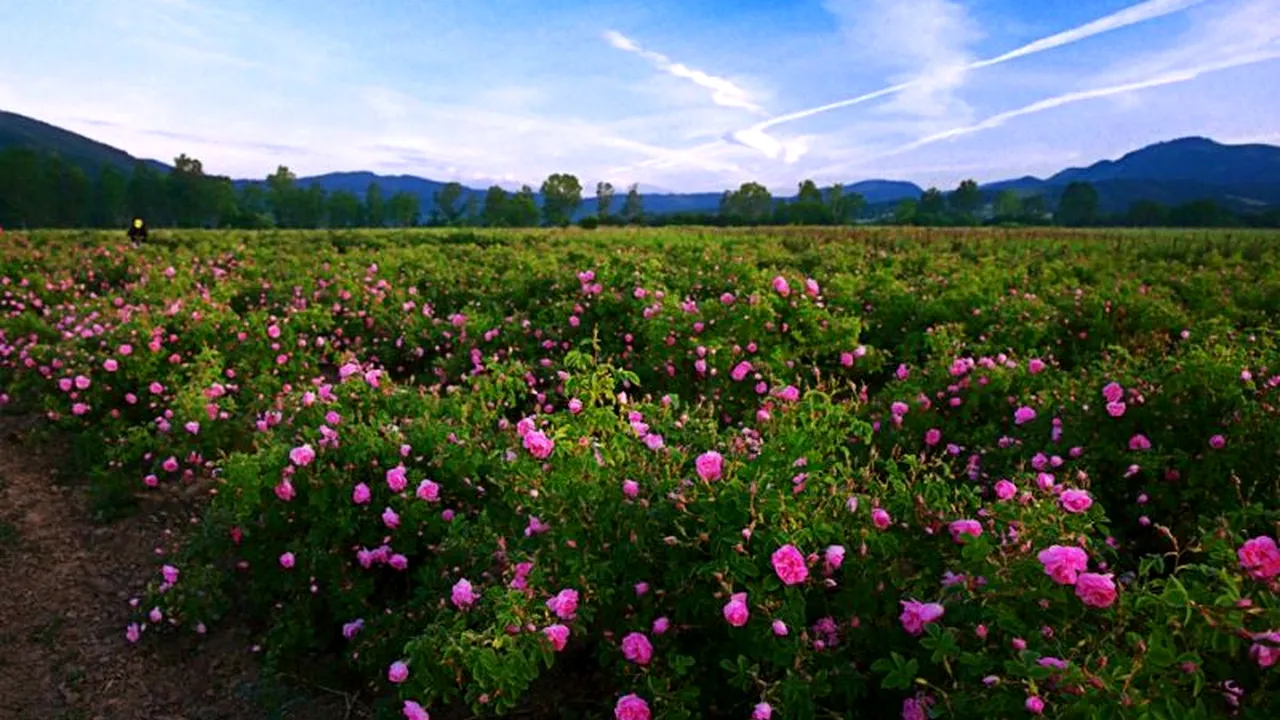 Imagini din locul minune din Bulgaria care susține jumătate din industria cosmetică internațională