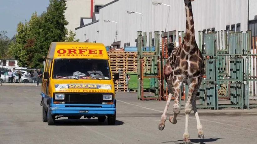GALERIE FOTO. O girafă a gonit pe străzile unui orășel italian după ce a fugit de la circ