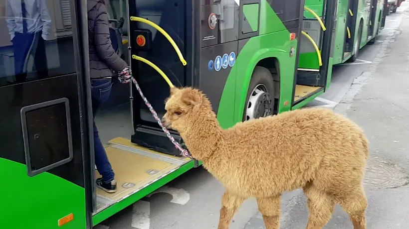 Ce amendă riscă familia Godină după ce și-a plimbat ALPACA cu autobuzul - VIDEO