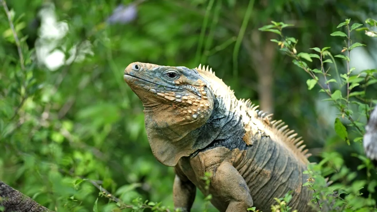 STUDIU. Peste 80% dintre speciile de reptile au dispărut de pe Pământ la sfârșitul Cretacicului