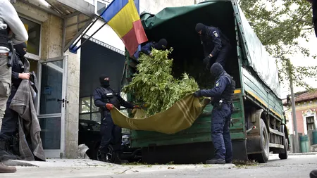 Cum se deghizau polițiștii din Arad pentru a avea grijă de cultura lor de cannabis, până să fie prinși în flagrant 
