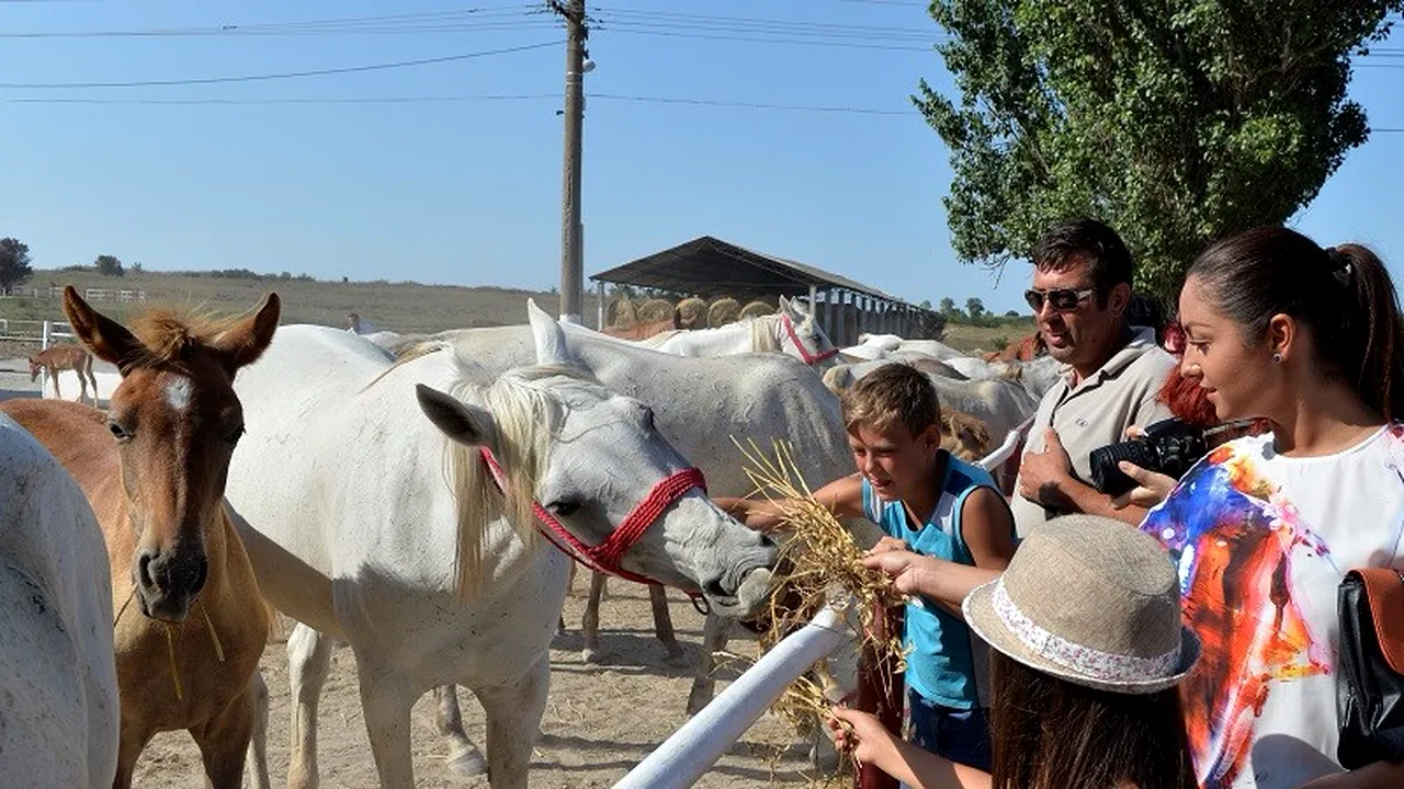 Studiul care demonstrează că și caii pot comunica prin simboluri cu oamenii 