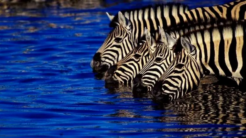 De ce au zebrele dungi. Care e explicația științifică 