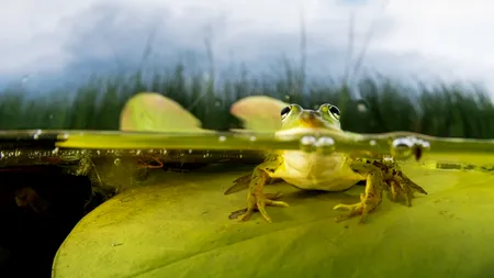 Prima zi a Festivalului de Film PELICAM, de la Tulcea: o proiecție în premieră mondială, expoziții de fotografie și o 