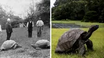 Cercetătorii au descoperit de ce este încă în viață cel mai bătrân animal terestru din lume. Broasca țestoasă Jonathan are aproape 200 de ani