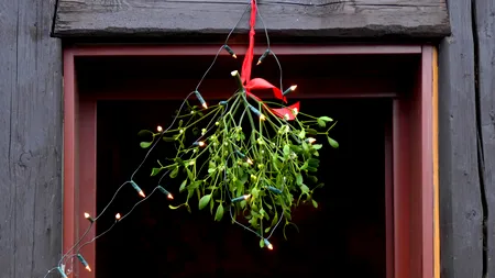 Motivul pentru care e bine să ai VÂSC în noaptea de Revelion. Ce semnificație poartă