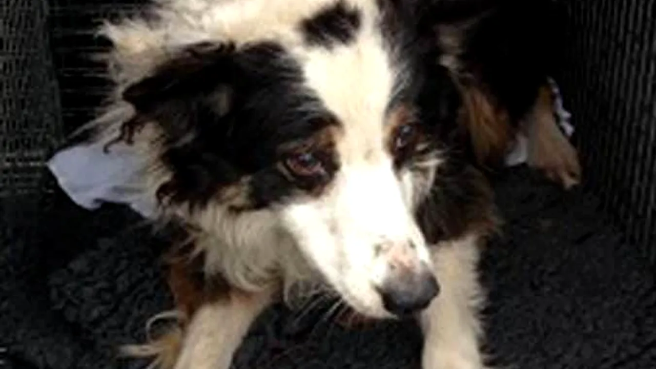 Dovada supremă de devotament. Câți km a parcurs un câine pentru a-și găsi stăpânul