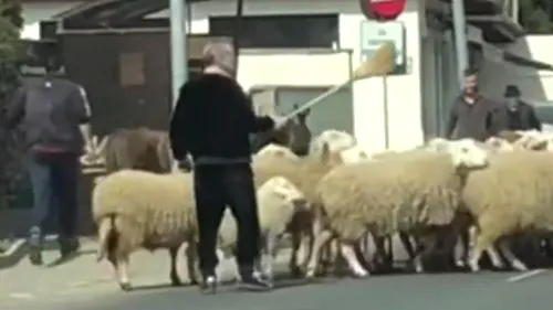 Imagini inedite cu Gigi Becali. Latifundiarul a blocat circulația în Pipera, pentru a-și ghida oile cu o mătură