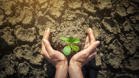 Ce arbore să plantezi în grădină, în luna iunie, pentru a atrage norocul și prosperitatea