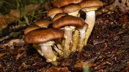 Pericol de intoxicație cu CIUPERCI în Gorj: Primele cazuri la Spitalul Județean de Urgență din Târgu-Jiu