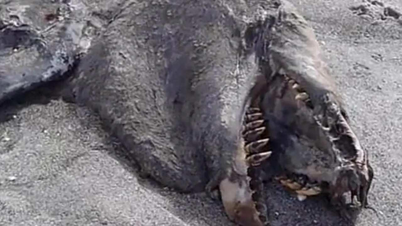 Descoperire misterioasă pe o plajă în Noua Zeelandă. VIDEO