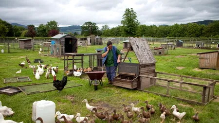 Guvernul suplimentează fondurile pentru bunăstarea păsărilor și porcinelor