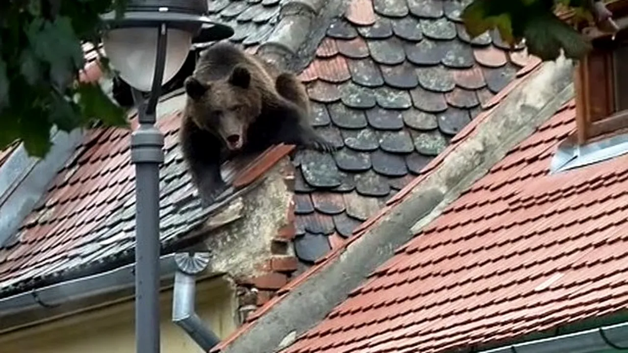 Prima reacție a polițistului care a dat ordinul de împușcare a ursului. Ce scrie pe Facebook comisarul Cristian Negru