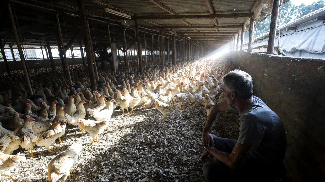 Pericol la granițe. Focar de gripă AVIARĂ la o fermă din Bulgaria