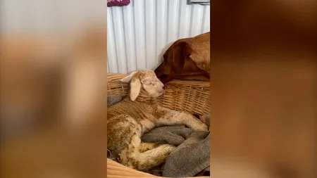Fotografii adorabile arată legătura uimitoare dintre un câine labrador și un miel. „L-a alăptat și i-a oferit multă afecțiune”