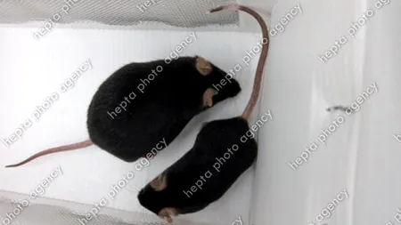 Legea privind protecția animalelor utilizate în scopuri științifice promulgată. Specialiștii vor folosi alte metode de testare, dacă va fi posibil