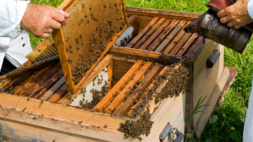 Un român de 48 de ani a murit după ce a fost atacat de sute de albine 