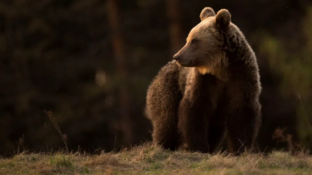 O ursoaică și puiul său au fost văzuți într-un parc din Târgu Mureș. Localnicii, avertizați printr-un mesaj RO-Alert emis de autorități