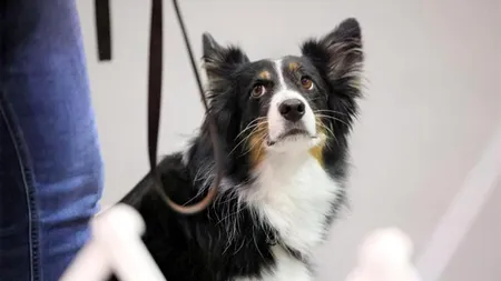 Care e cea mai inteligentă rasă de câine, de fapt. Vezi cât de DEȘTEPT este cățelul tău, în funcție de rasă