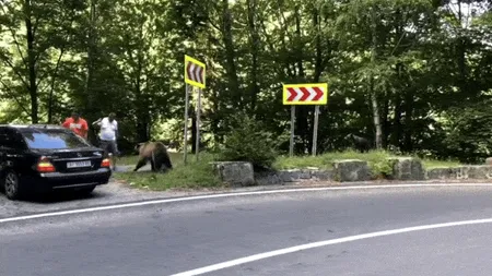 Reacţia unei tinere din România când un urs i-a ieşit în cale: „Nu am urlat, nu am făcut gesturi bruște”