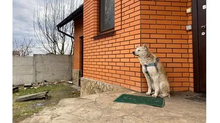 VIDEO | „Hachiko din Makariv”. Povestea câinelui care își așteaptă stăpâna, dispărută în timpul invaziei trupelor ruse