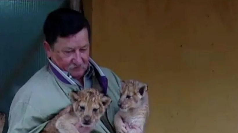 Doi pui de lei au fost adoptați de o cățelușă maidaneză, la Zoo Târgu Mureș