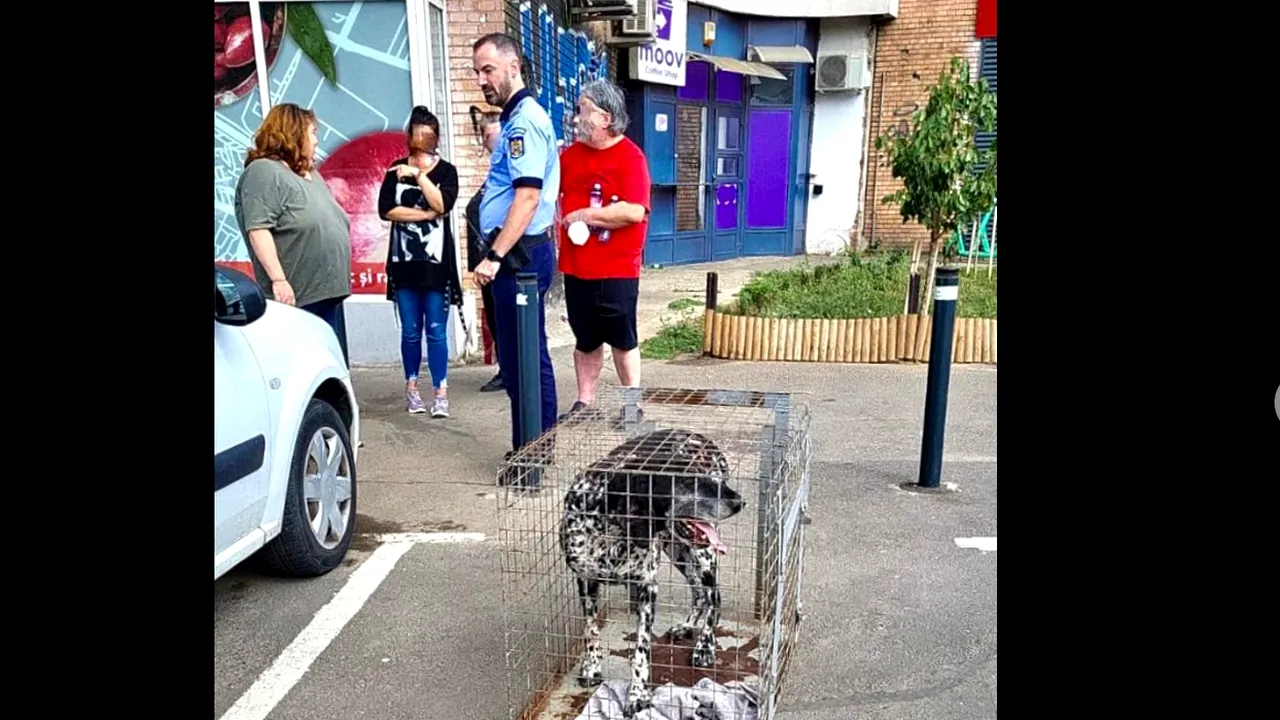FOTO: Două persoane din Bucureşti, atacate de un metis de Brac în Sectorul 6. ASPA: Câinele are proprietar / Poliția a deschis o anchetă