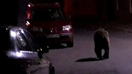 Urs surprins de camerele de supraveghere în timp ce se plimba pe străzile din Suceava