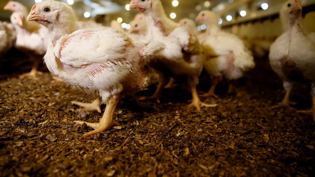 MADR face anunțul: Alertele referitoare la scumpirea cărnii nu sunt justificate de situația din piață