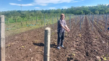 Agricultorii din Dolj sunt DISPERAȚI. Peste 100 de hectare de viță de vie, puse la pământ: 