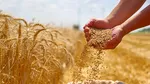 Blocaj major la transportul cerealelor către Portul Constanța. Fermierii reclamă întârzieri de până la 10 zile și costuri ridicate