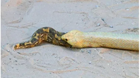 VIDEO | Imagini UNICE surprinse într-un safari: O cobră înghite o viperă de vie în Africa de Sud. Turiștii regretă că au ratat finalul scenei