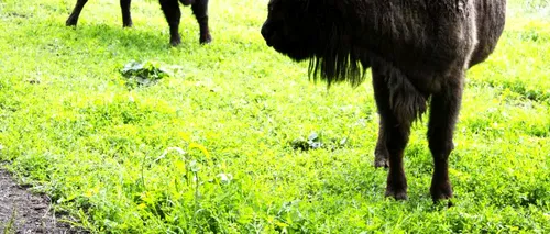 Un al șaptelea zimbru a murit în Rezervația Hațeg-Slivuț. Au mai rămas doar șase