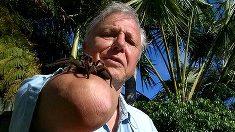 O specie de păianjen a primit numele naturalistului britanic David Attenborough