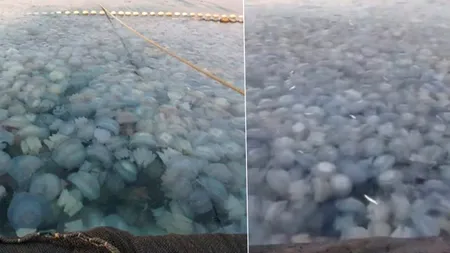 Invazie de meduze pe litoralul românesc. Au umplut plasele pescarilor şi plajele la Constanţa şi Agigea