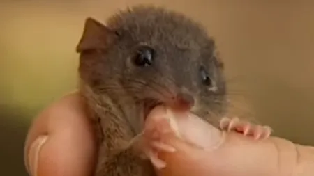 Specii pe cale de dispariție din cauza sexului. Cauza:  consumă prea multă energie în timpul actului - VIDEO