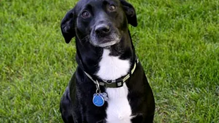 Dog TV, prima televiziune dedicată câinilor, se va extinde în Europa