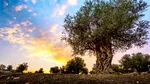 Măslinul de 3.000 de ani din Creta. Arborele care sfidează timpul și încă rodește