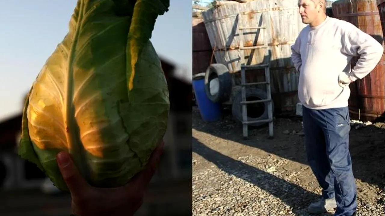 Cum au ajuns locuitorii unui orășel din Suceava să transforme varza murată într-un brand național. GALERIE FOTO