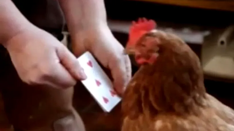 VIDEO: Găina care a învățat să numere