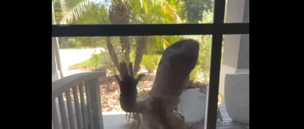 VIDEO | Șopârlă uriașă filmată în timp ce încerca să pătrundă într-o casă din Florida: ”Am crezut că e Godzilla!”
