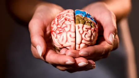 Vârstele la care creierul nostru se schimbă. Adolescența neuronală durează până la 32 de ani